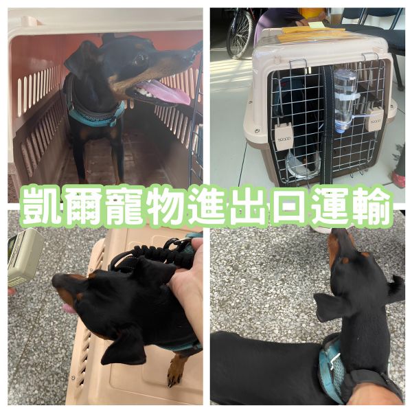 2025/09/05『新加坡』杜賓迷你犬移民飛新加坡~~~~
